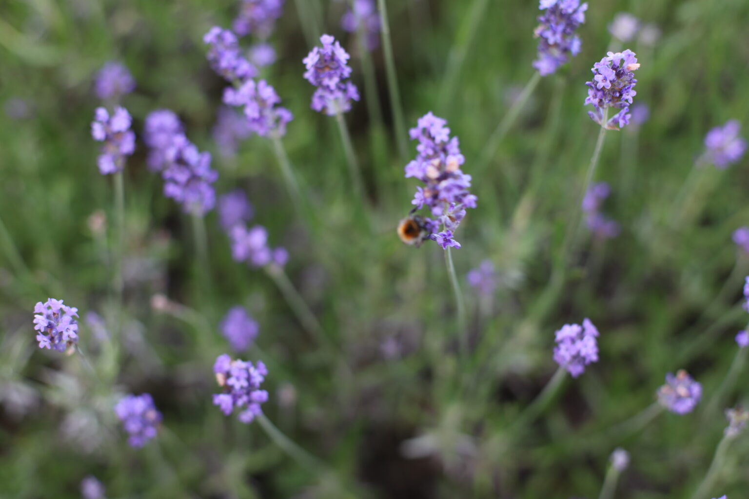 Lavendel in bloei